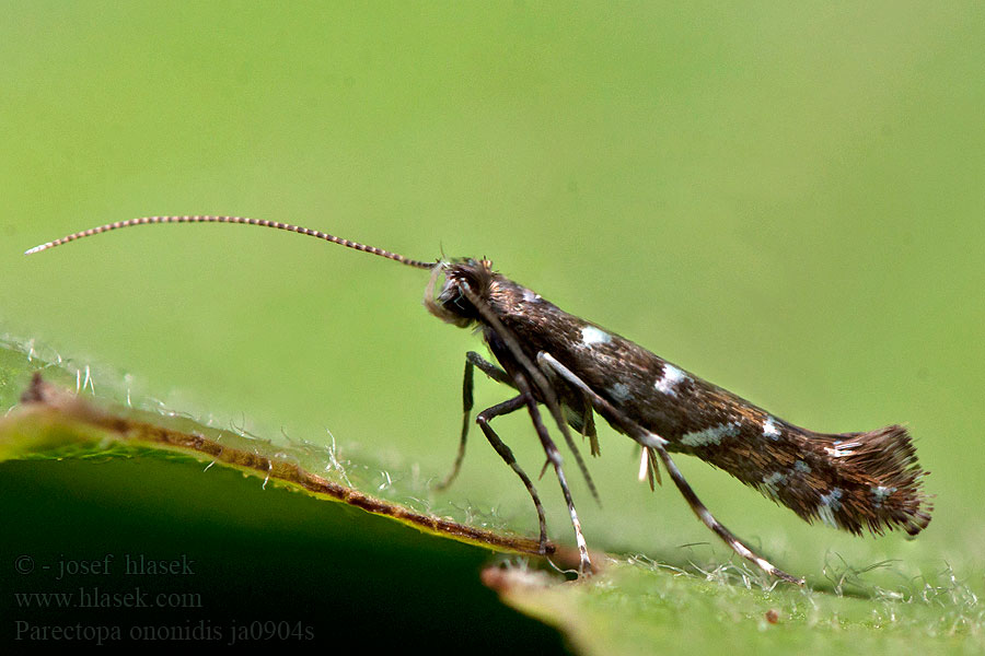 Parectopa ononidis