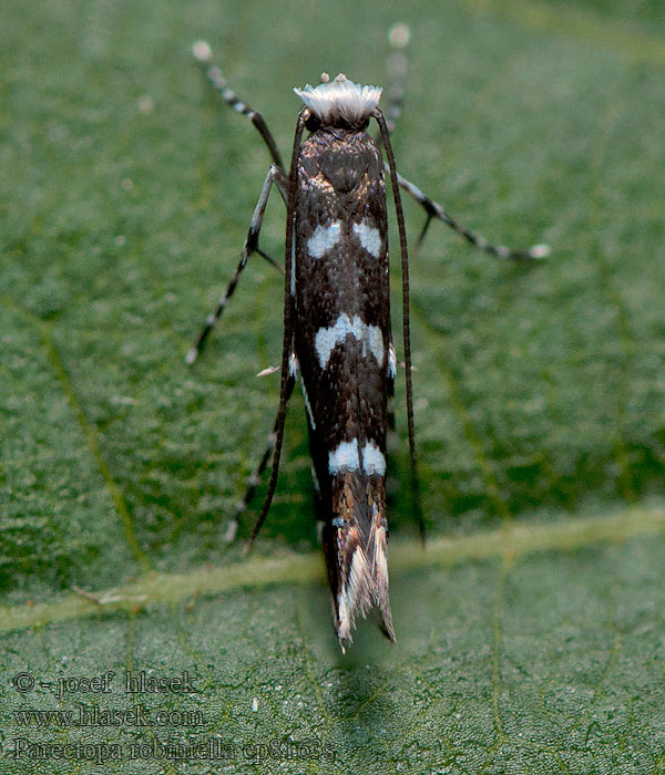 Parectopa robiniella Robinien-Blatttütenfalter Psotka agátová