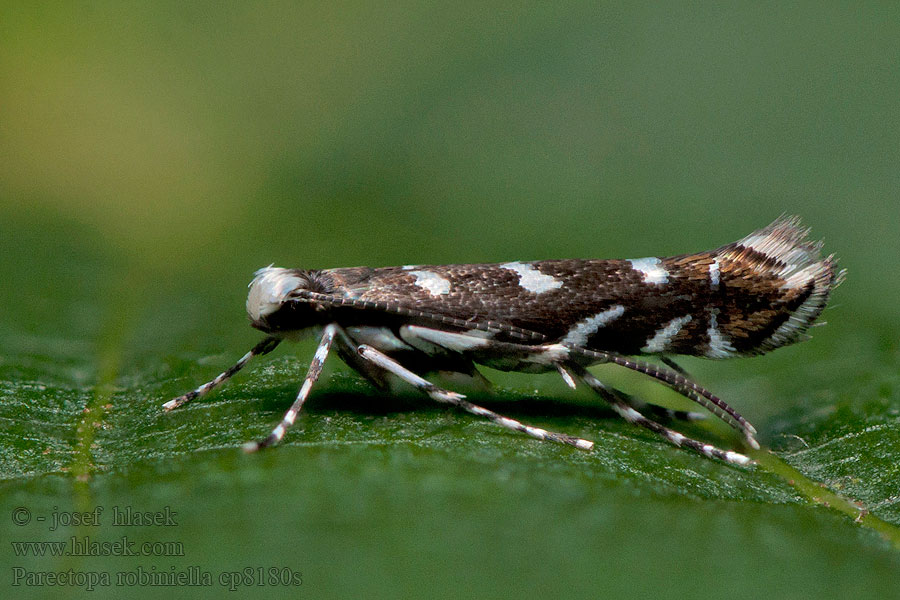 Parectopa robiniella Моль-пестрянка робиниевая