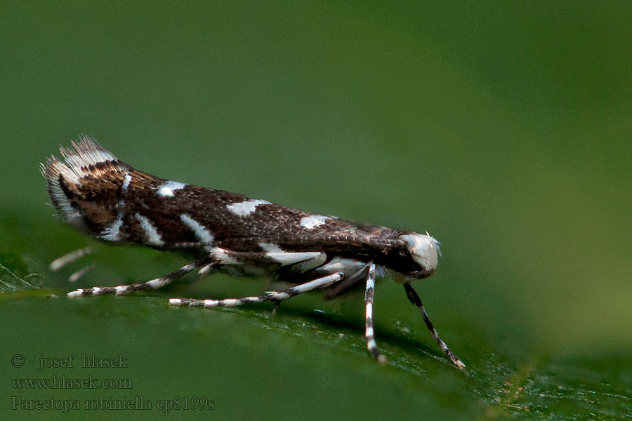 Parectopa robiniella Akáclevél-hólyagosmoly Minador robinia