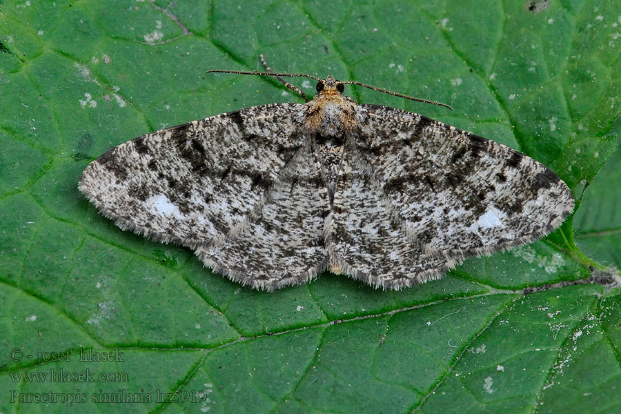 Různorožec lískový Parectropis similaria