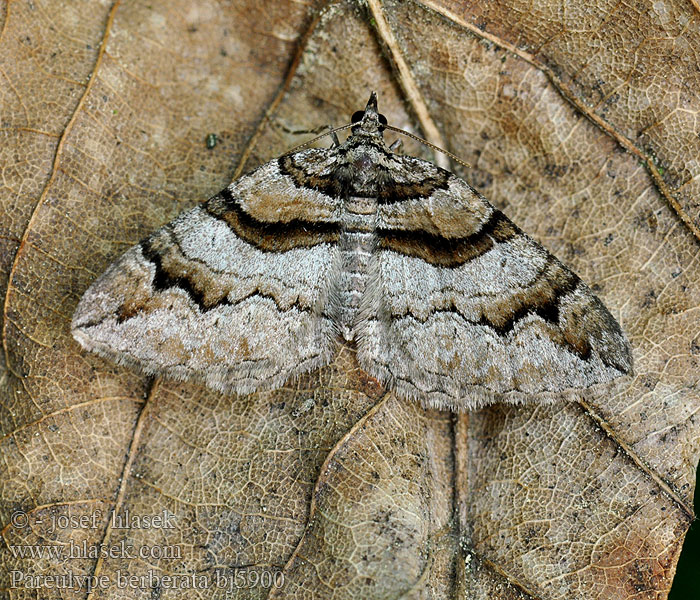 Pareulype berberata Berberisfältmätare Raugerškinė cidarija