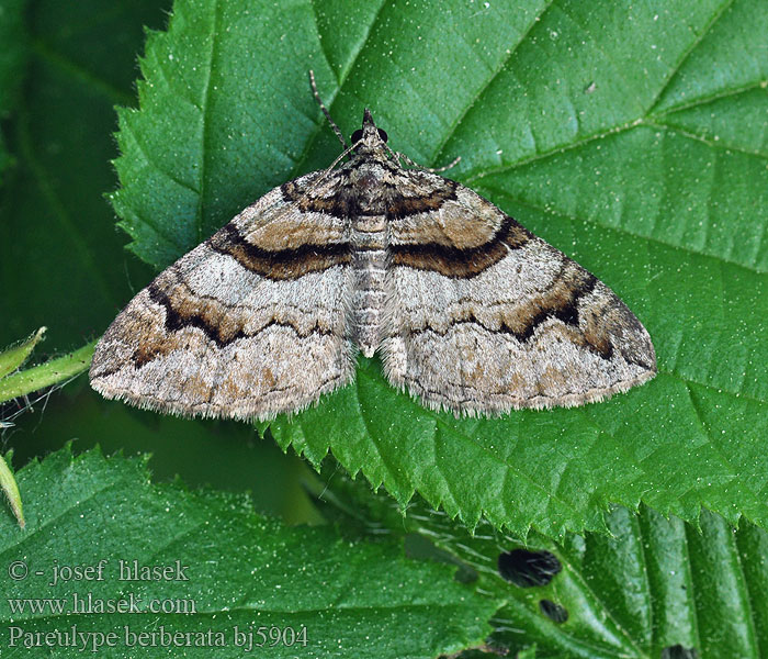 Barberry Carpet Moth Berberitzen-Blattspanner Píďalka dřišťálová