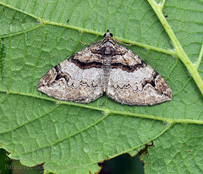 Pareulype berberata Píďalka dřišťálová