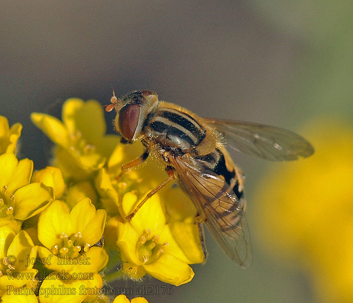 Helle Teichrandschwebfliege Parhelophilus frutetorum