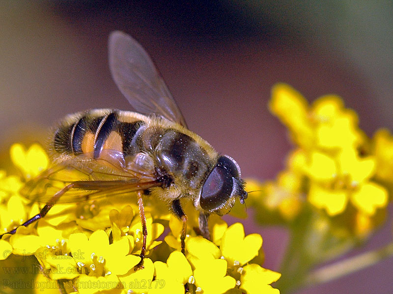 Bosfluweelzweefvlieg Snårstrandblomfluga Parhelophilus frutetorum