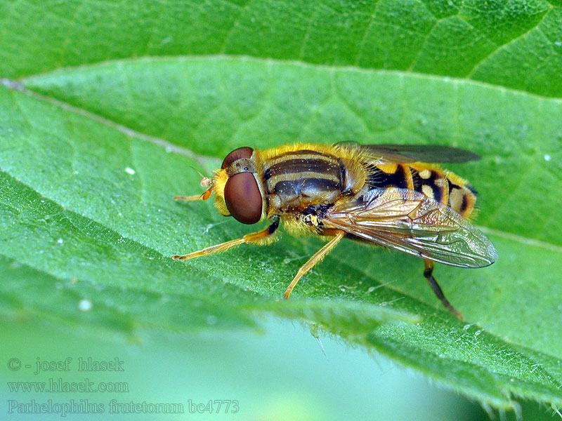 Parhelophilus frutetorum