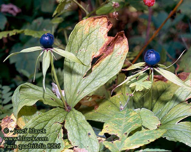 Eenbes Czworolist pospolity Вороняче око звичайне Herb Paris