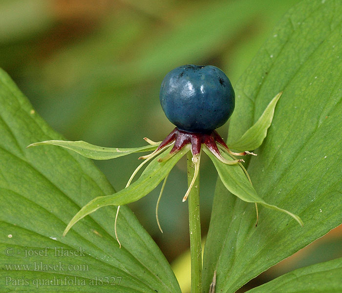 Paris quadrifolia Tilkiüzümü Volčja jagoda