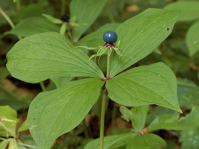 Paris quadrifolia Вороний глаз четырехлистный