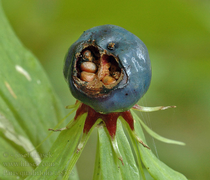 Paris quadrifolia Firblad 四叶重楼 ツクバネソウ属