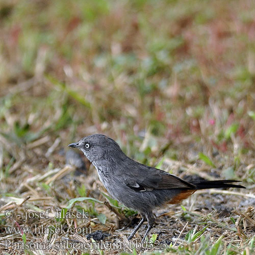 Parisoma subcaeruleum Rufous-vented Warbler Bosveldtjeriktik