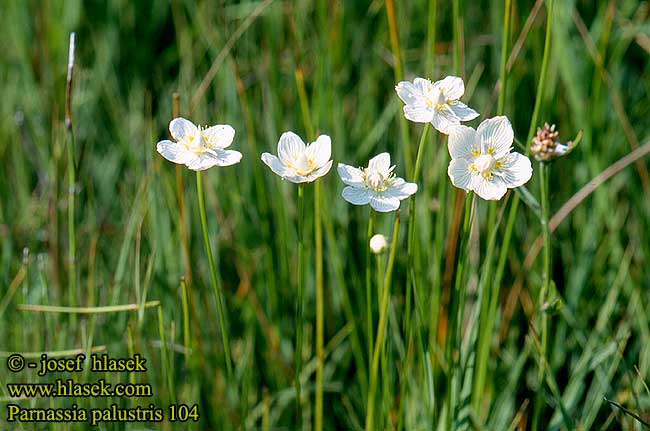 Parnassia palustris Tolije bahenní Sumpf-Herzblatt Grass Parnassus