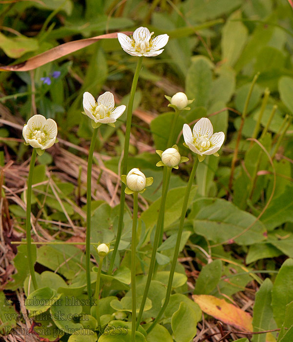 Parnassia palustris Slåtterblomma Dziewięciornik błotny