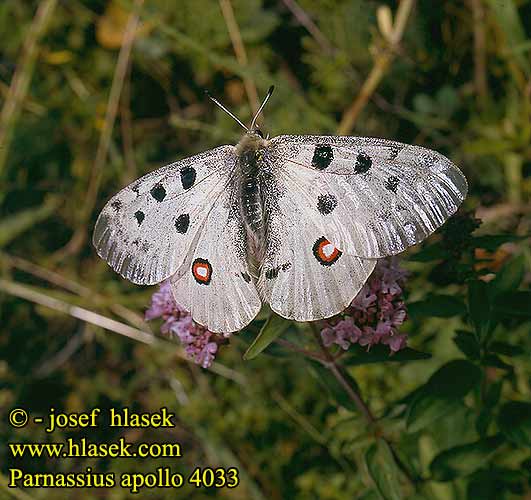 Parnassius apollo Niepylak apollo Apollo Jasoňčervenooký