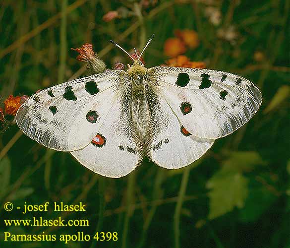 Parnassius apollo Apollon Apollofalter Apollofjäril