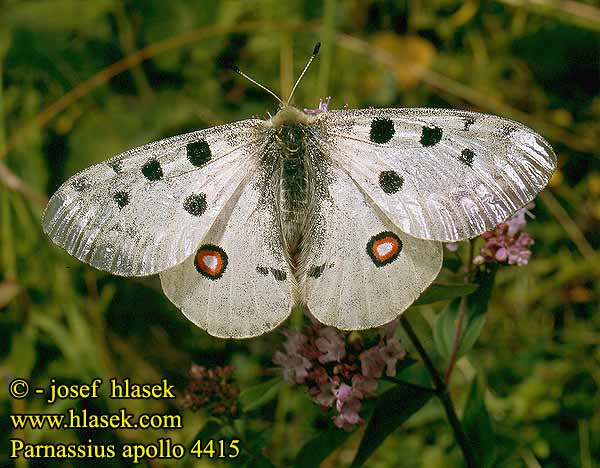 Parnassius apollo 阿波罗绢蝶 Punalaik-apollo