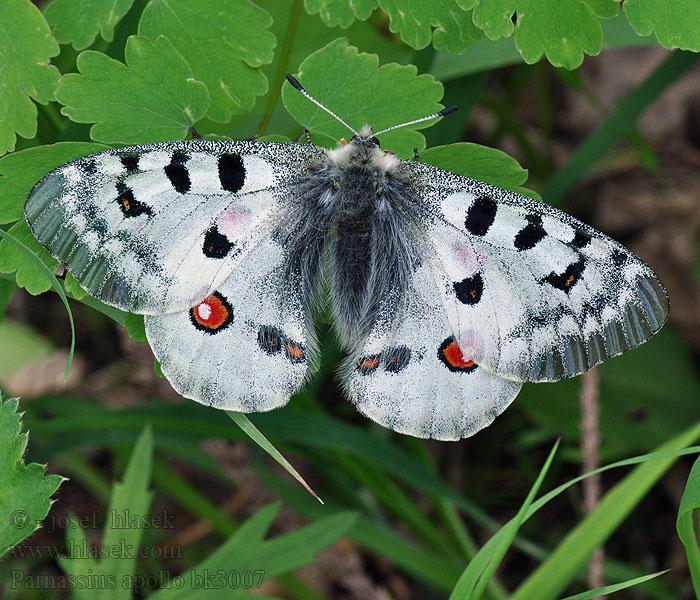 Leptir apolon Apolloflinter Apolono-papilio Isoapollo