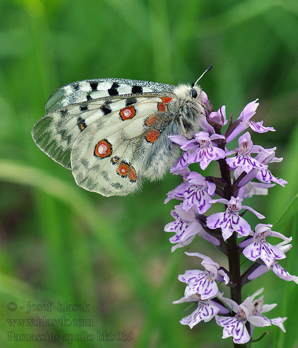 Парусник аполлон Parnassius apollo