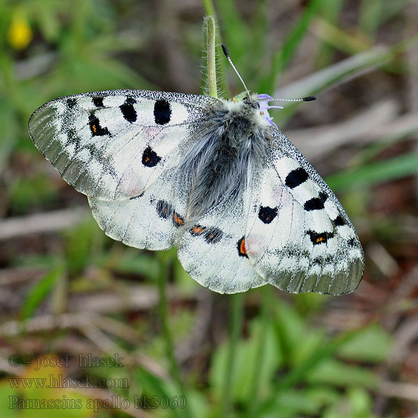 Niepylak apollo Apollo Jasoňčervenooký Mariposa Apollo