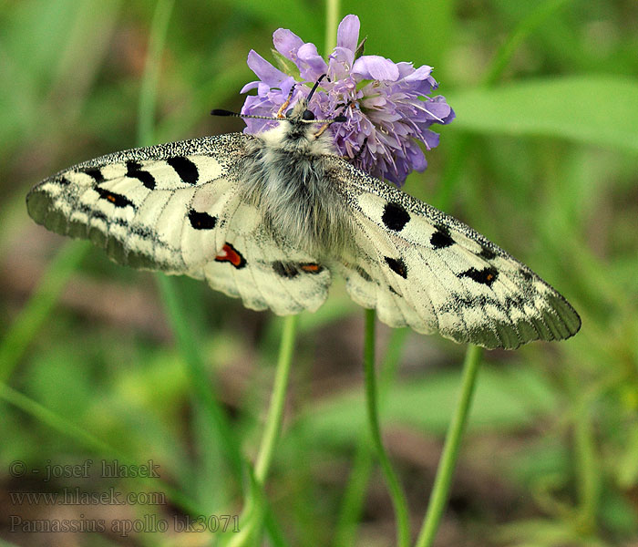 Jasoňčervenooký Mariposa Apollo Apollon Apollofalter