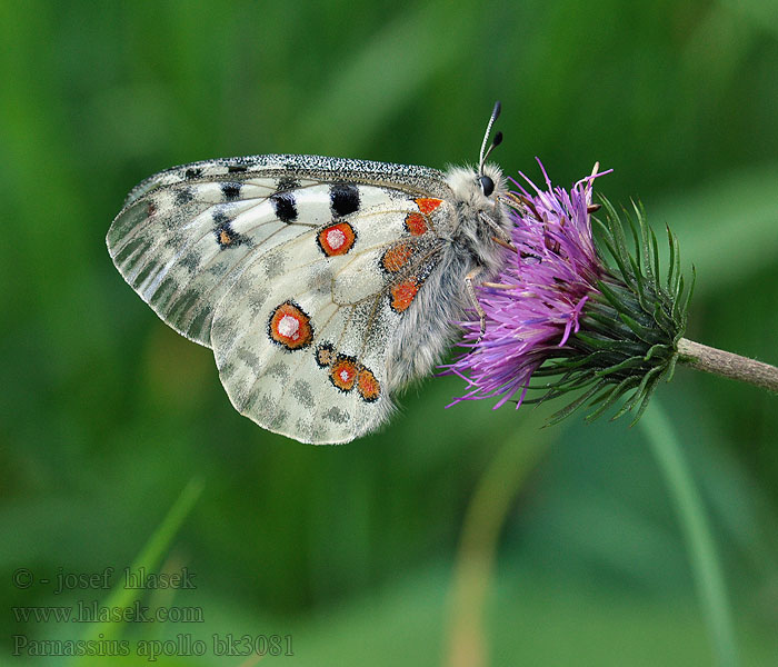 Mariposa Apollo Apollon Apollofalter Apollofjäril