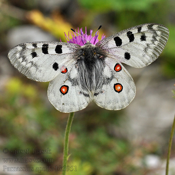 Punalaik-apollo Leptir apolon Apolloflinter Apolono-papilio