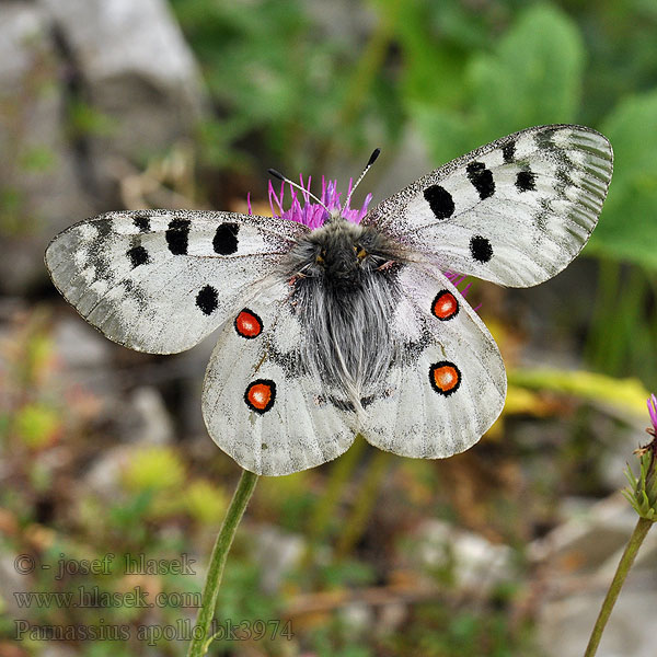 Apolloflinter Apolono-papilio Isoapollo アポロウス