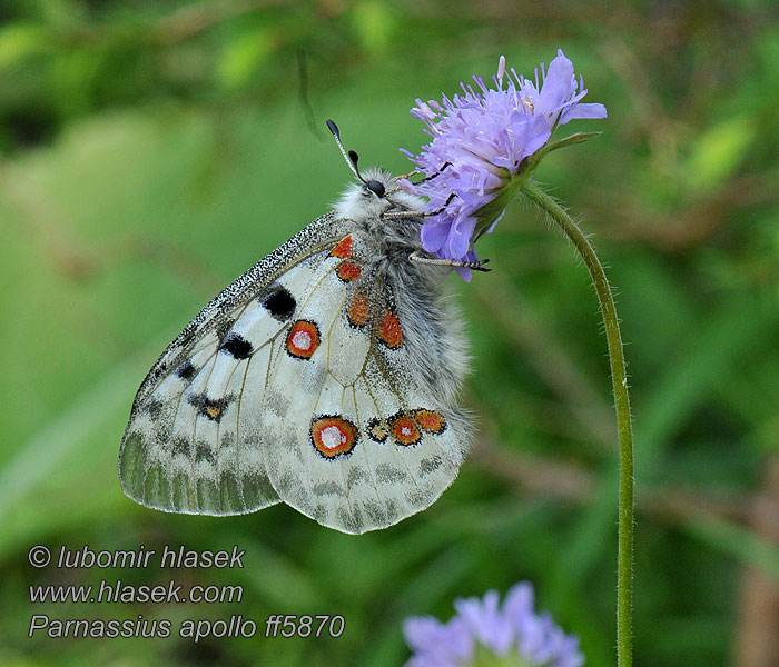 Jasoň červenooký Parnassius apollo