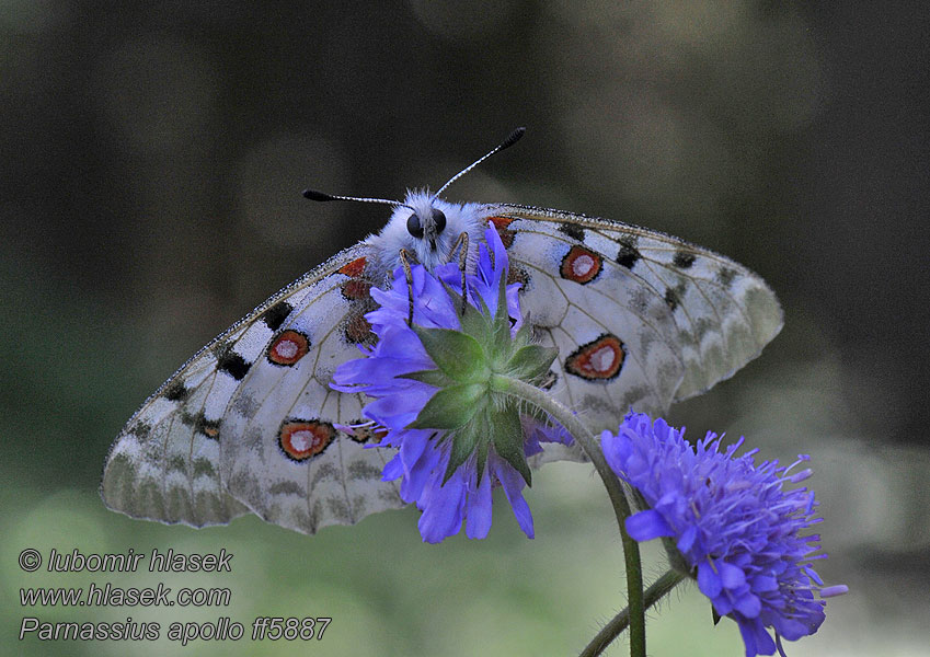 Mariposa Apollo Parnassius apollo