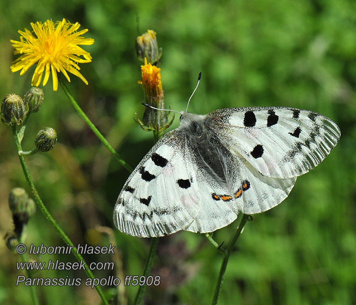 阿波罗绢蝶 Parnassius apollo