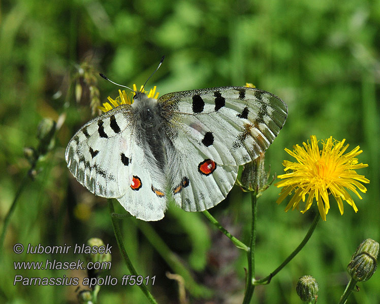 Niepylak apollo Parnassius apollo