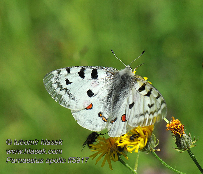 Parnassius apollo