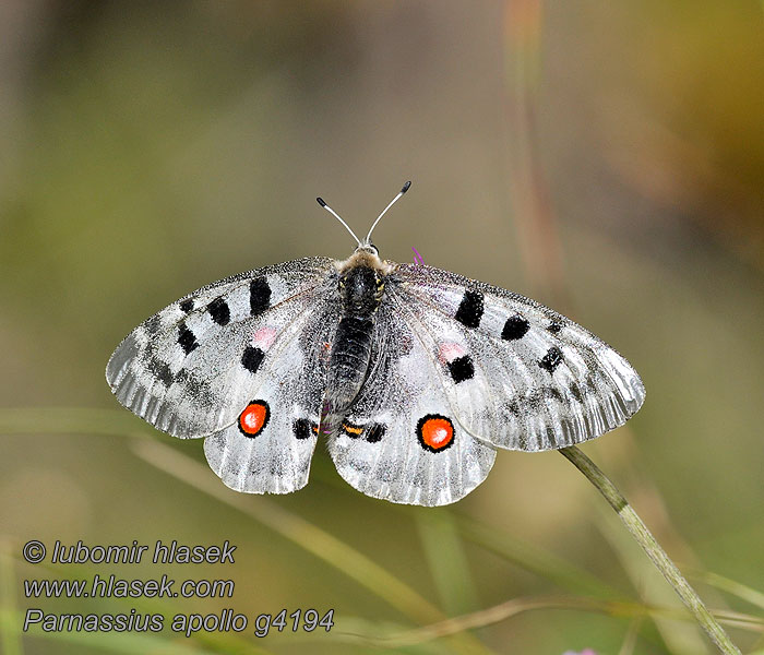 Parnassius apollo