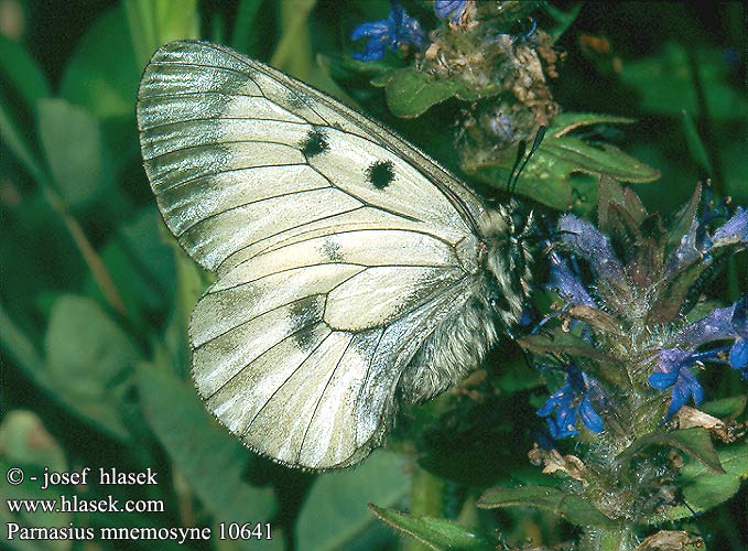 Parnassius mnemosyne Schwarzer Apollo Schwarze Niepylak mnemozyna