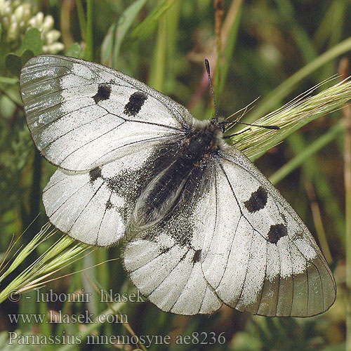 Parnassius mnemosyne Semi-Apollon Zwarte apollovlinder