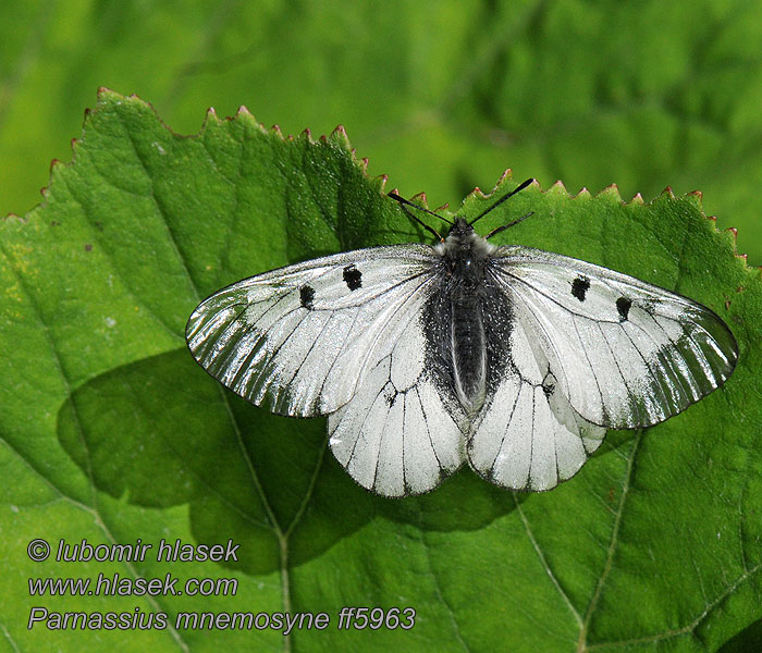 Mnemosynefjäril Dumanlı Apollo Parnassius mnemosyne