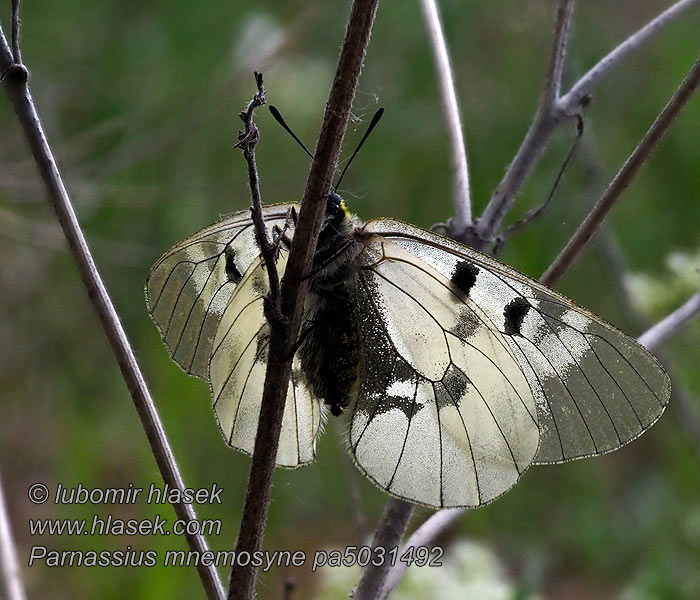 Parnassius mnemosyne Apolonul negru sau mnemozina Мнемозина Черный Аполлон