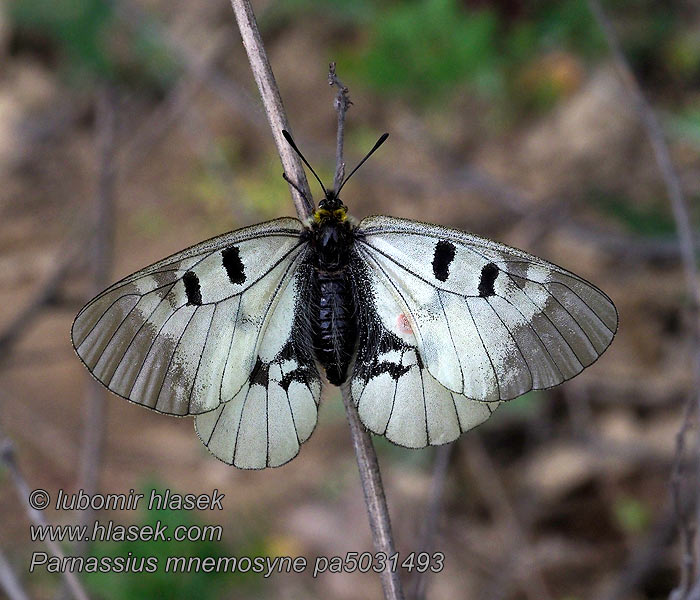 Parnassius mnemosyne Jasoň chochlačkový Črni apolon Mnemosynefjäril