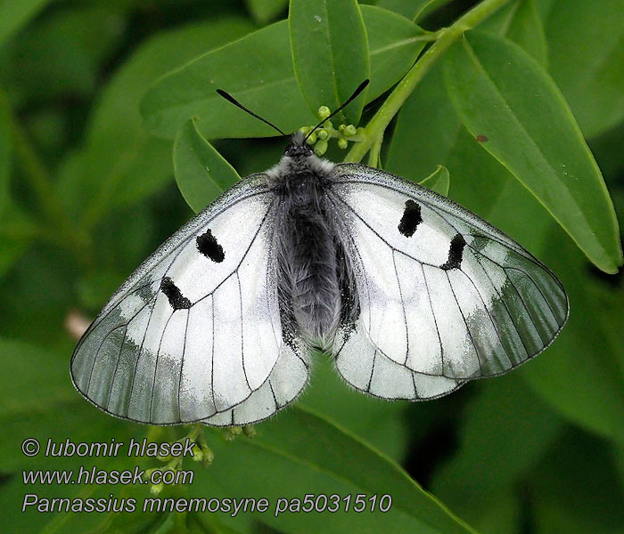 Parnassius mnemosyne Dumanlı Apollo Парусник мнемозина малък аполон