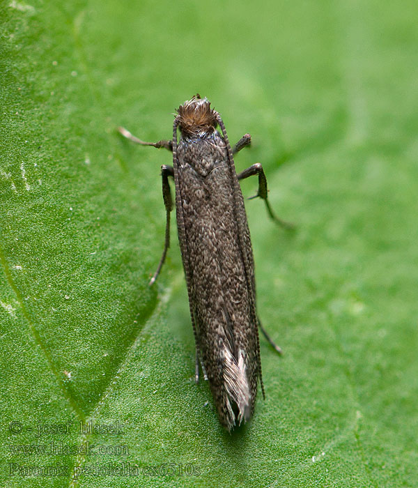 Parornix petiolella