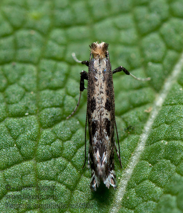 Parornix torquillella Psotka krovinová