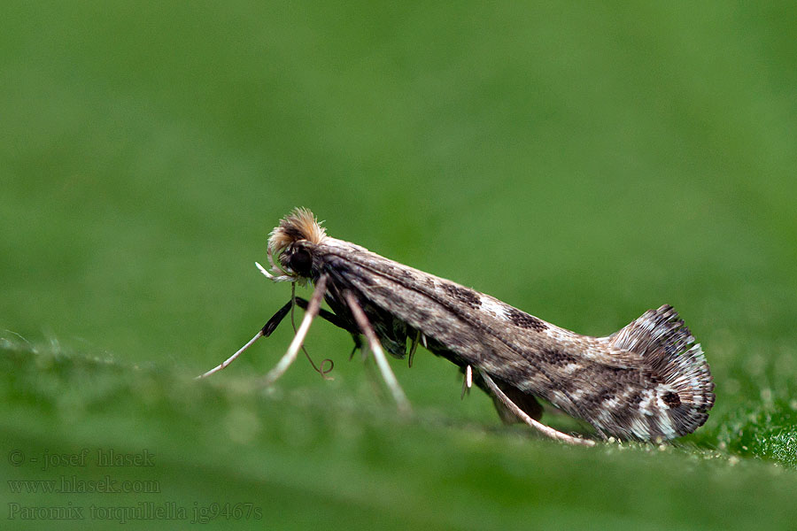 Parornix torquillella