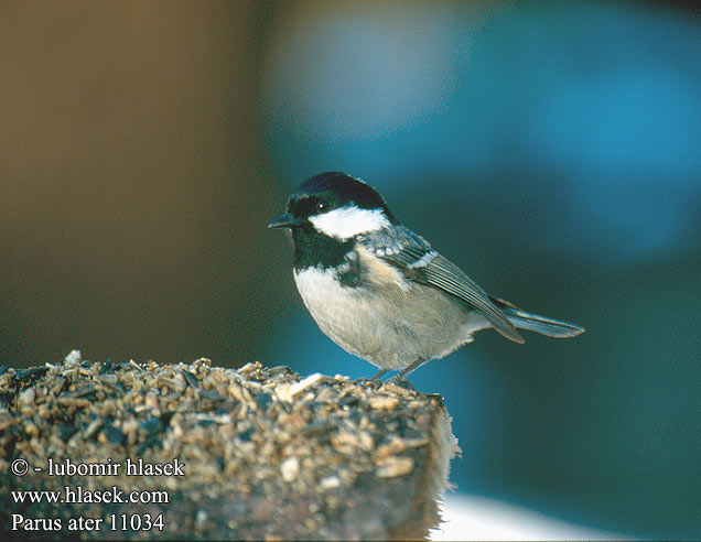 Parus ater 11034