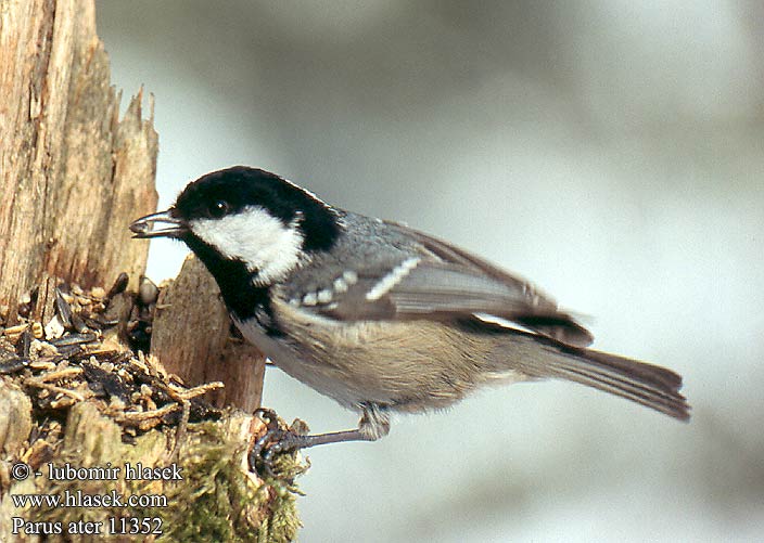 Parus ater 11352