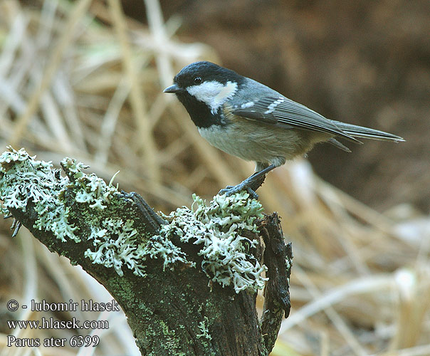 Parus ater 6399