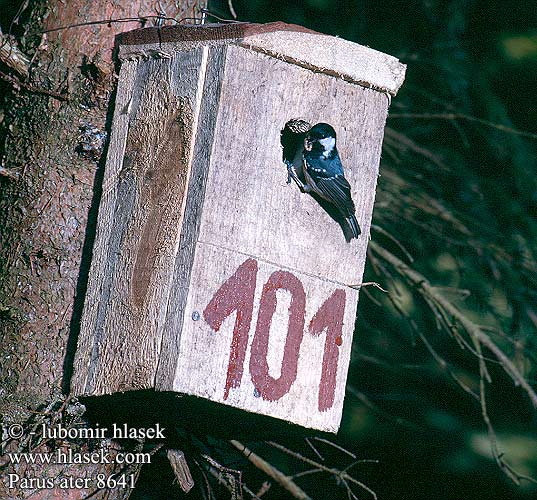 Parus ater 8641