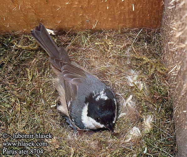 ירגזי שחור Parus ater Coal Tit Sortmejse