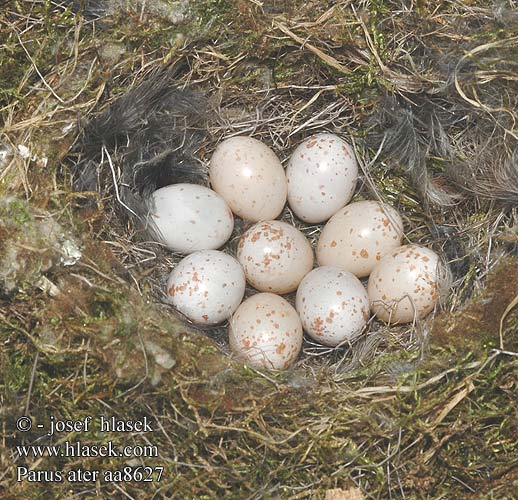 Mésange noire Zwarte mees Cincia mora Fenyvescinege