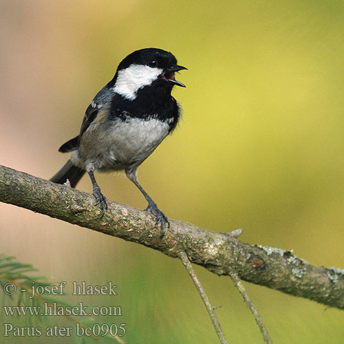 Parus ater bc0905